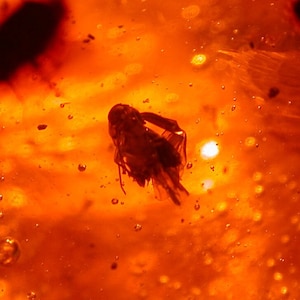 Fulgoroid Insect with Long Snout, Wasp, Planthopper in Large Dominican Amber Fossil Gemstone 13.2 grams
