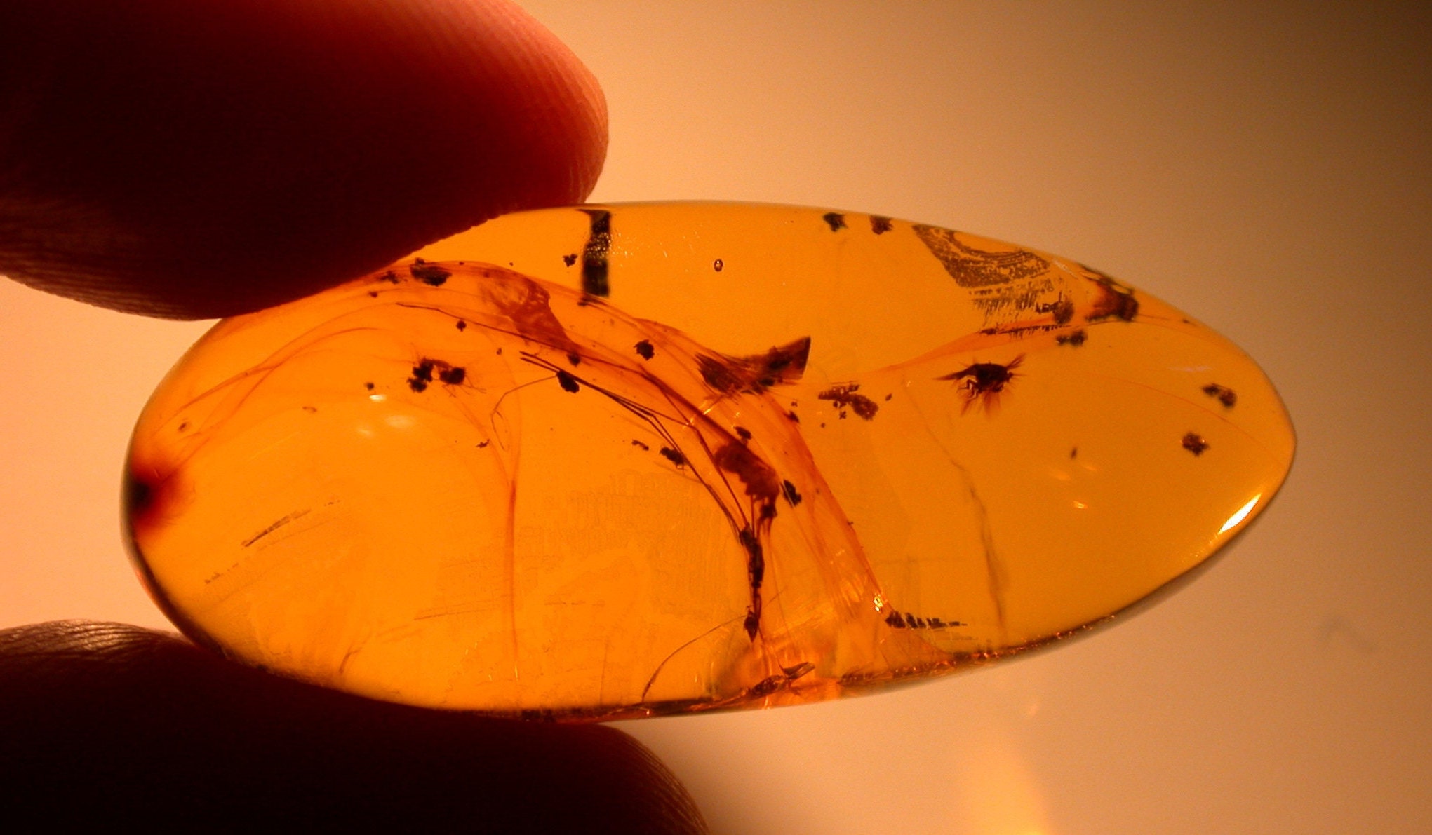 Tipulid Crane Fly With Moth on Very Long Legs, Psocopteran, Wasp, Flies ...