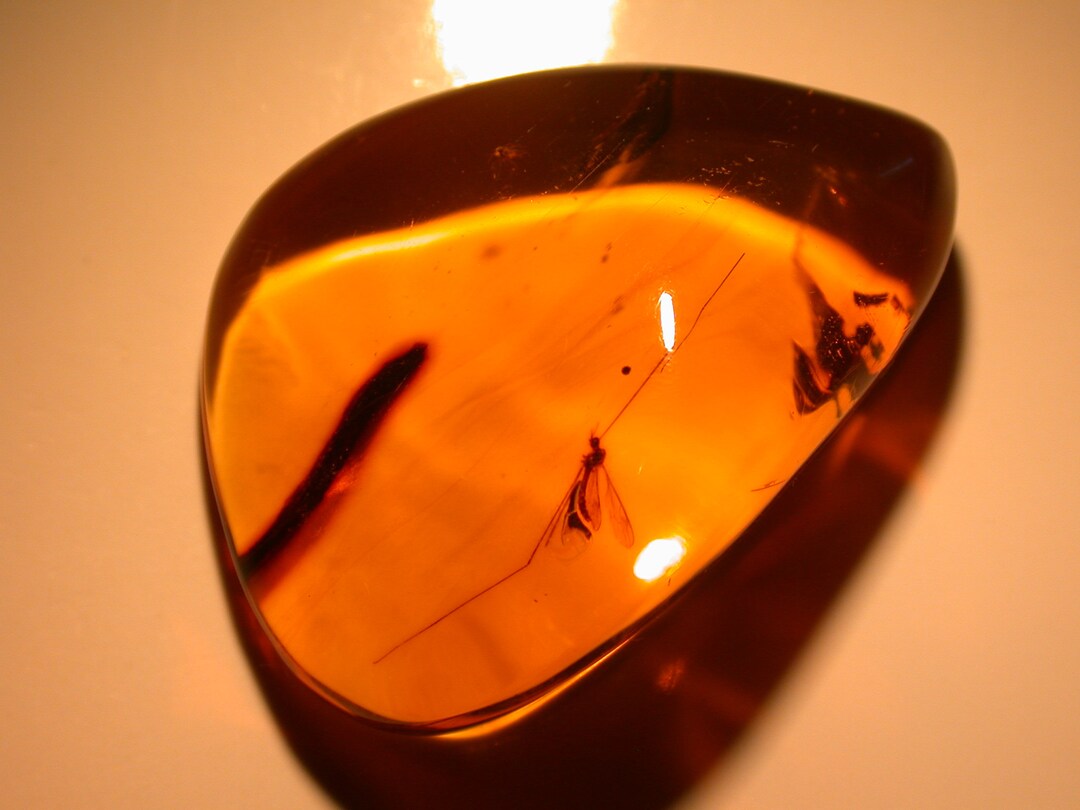 Tipulid Crane Fly With Very Long Legs in Large Dominican Amber Fossil ...