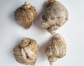 May include: Four seashells with brown and white patterns. The shells are arranged in a square shape on a white background.