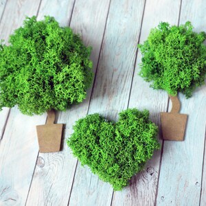May include: Three green moss topiaries in brown paper pots. The topiaries are shaped like a tree and a heart. The topiaries are on a white wooden background.