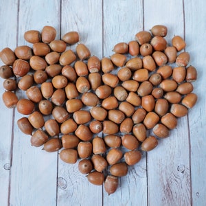 Set of 100 small dried oak acorns without caps - different acorns