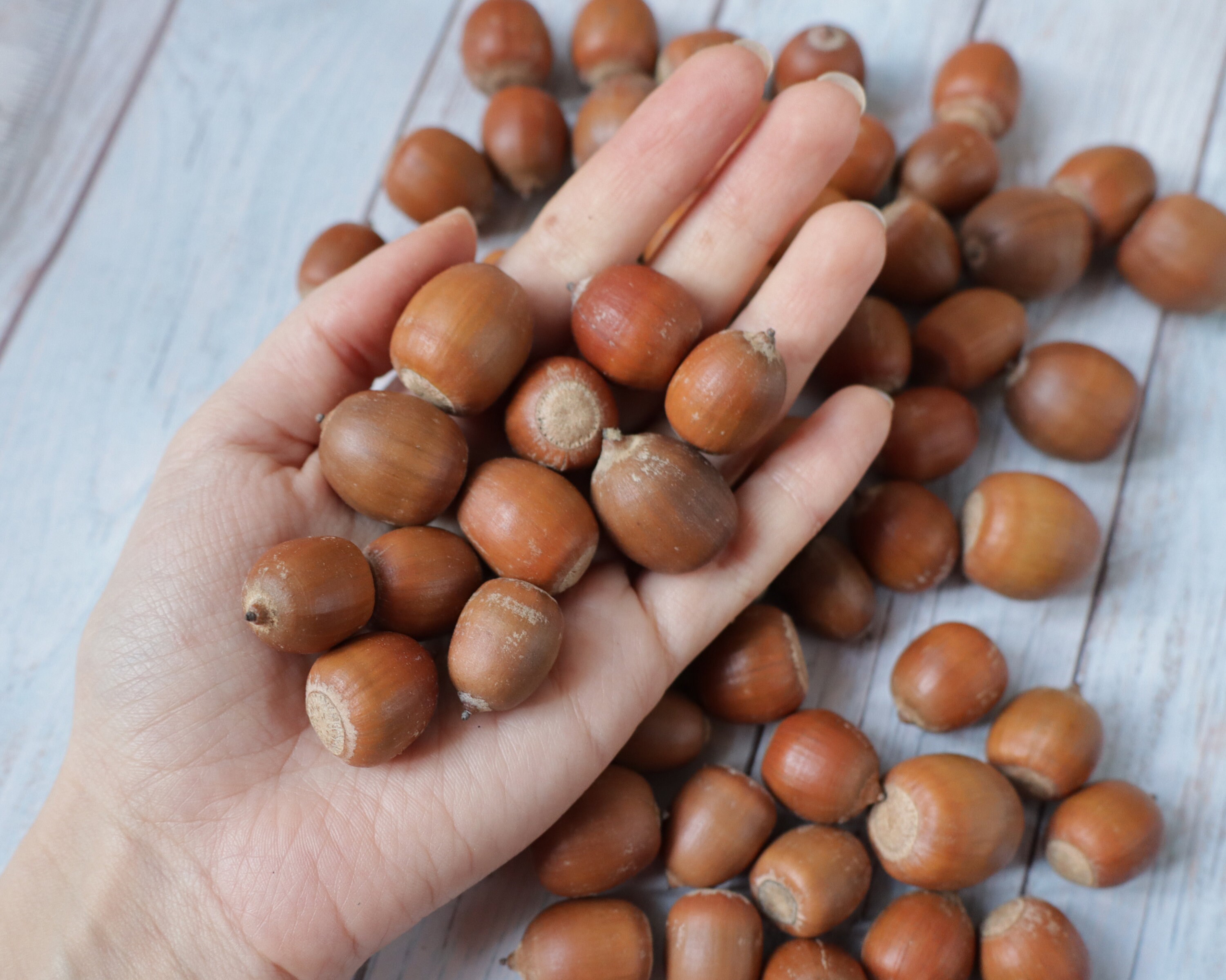 Set of 60 dried oak acorns without caps different acorns Etsy