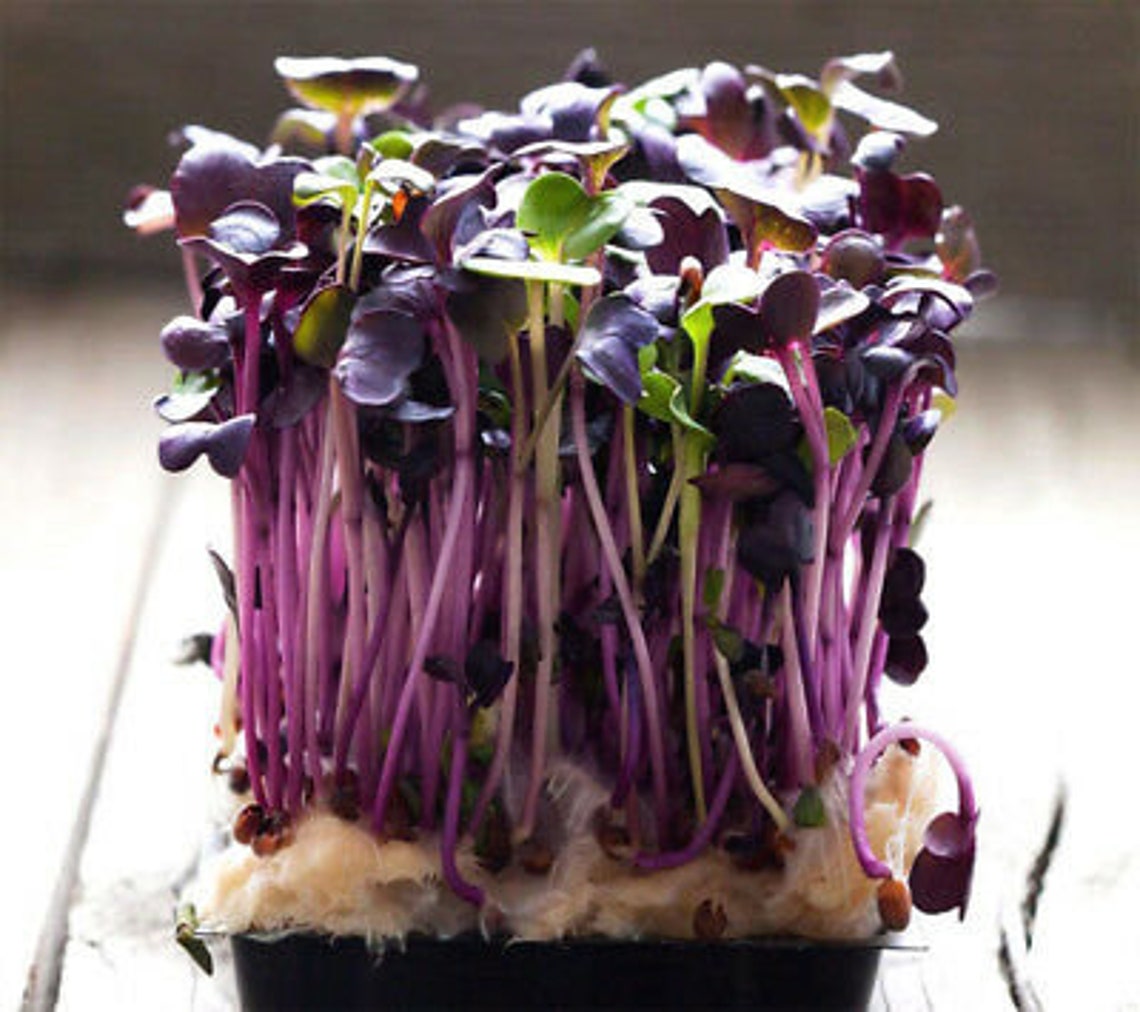 Rambo Radish 1 Pound Etsy