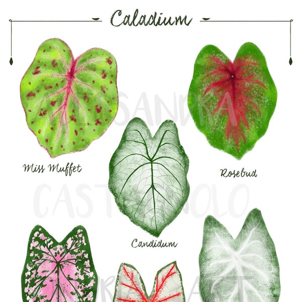 CALADIUM hybrids species tropical indoor plants illustration plants art print succulents home jungle botanical kitchen living room decor