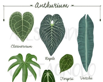 ANTHURIUM leaf species, tropical indoor plants illustration, urban home jungle, botanical, kitchen living room decor, foliage, leaves art
