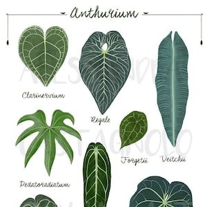 ANTHURIUM leaf species, tropical indoor plants illustration, urban home jungle, botanical, kitchen living room decor, foliage, leaves art