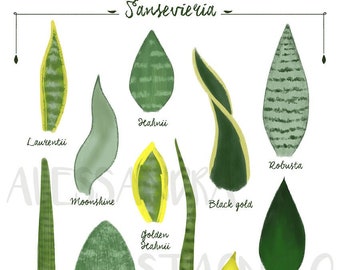 Sansevieria leaf species, succulent indoor plants illustration, urban home jungle, botanical, kitchen living room decor, foliage, leaves art