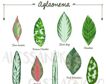 Aglaonema species varieties, tropical leaves plant illustration, botanical, urban jungle home decor, chinese evergreen leaf plants