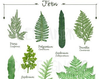 FERN 2 genus and species botanical illustration digital file download art print, plants decor green home, urban jungle house