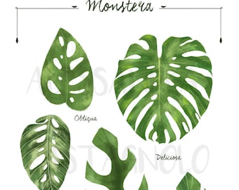 Monstera leaf species, tropical indoor plants illustration, urban home jungle, botanical, kitchen living room decor, foliage, leaves art