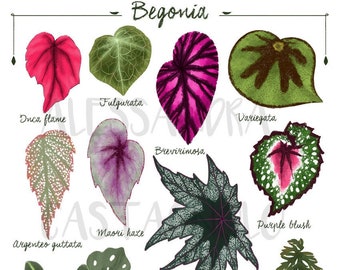 BEGONIA leaf species varieties illustration, leaves painting art print, tropical indoor house plant, urban jungle home green decor interiors