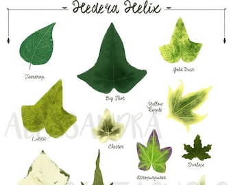 Ivy Hedera helix species varieties, digital file print, woods forest tropical leaves plant illustration, botanical, urban jungle home decor