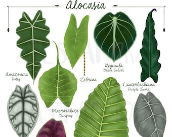 Alocasia soorten variëteiten, digitale file art print download, tropische bladeren plant illustratie, botanische, urban jungle home decor