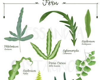 FERN 1 genus and species botanical illustration, DIGITAL file download art print, plants decor green home, urban jungle house