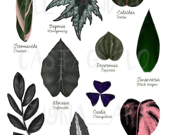 DARK leaves plant species illustration, digital art print download, tropical indoor house plants, urban jungle home green interiors decor