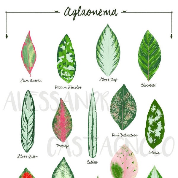 Aglaonema species varieties, tropical leaves plant illustration, botanical, urban jungle home decor, chinese evergreen leaf plants