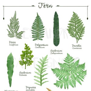 FERN 2 genus and species botanical illustration digital file download art print, plants decor green home, urban jungle house image 1