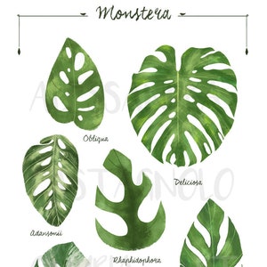 Monstera leaf species, tropical indoor plants illustration, urban home jungle, botanical, kitchen living room decor, foliage, leaves art