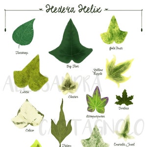 Ivy Hedera helix species varieties, digital file print, woods forest tropical leaves plant illustration, botanical, urban jungle home decor image 1