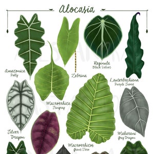 Alocasia species varieties, digital file art print download, tropical leaves plant illustration, botanical, urban jungle home decor image 1