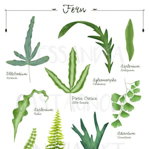 FERN 1 genus and species botanical illustration, DIGITAL file download art print, plants decor green home, urban jungle house