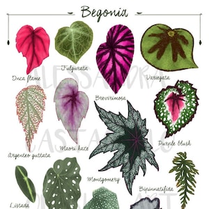 BEGONIA leaf species varieties illustration, leaves painting art print, tropical indoor house plant, urban jungle home green decor interiors