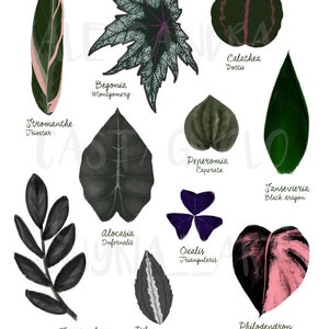 DARK leaves plant species illustration, digital art print download, tropical indoor house plants, urban jungle home green interiors decor