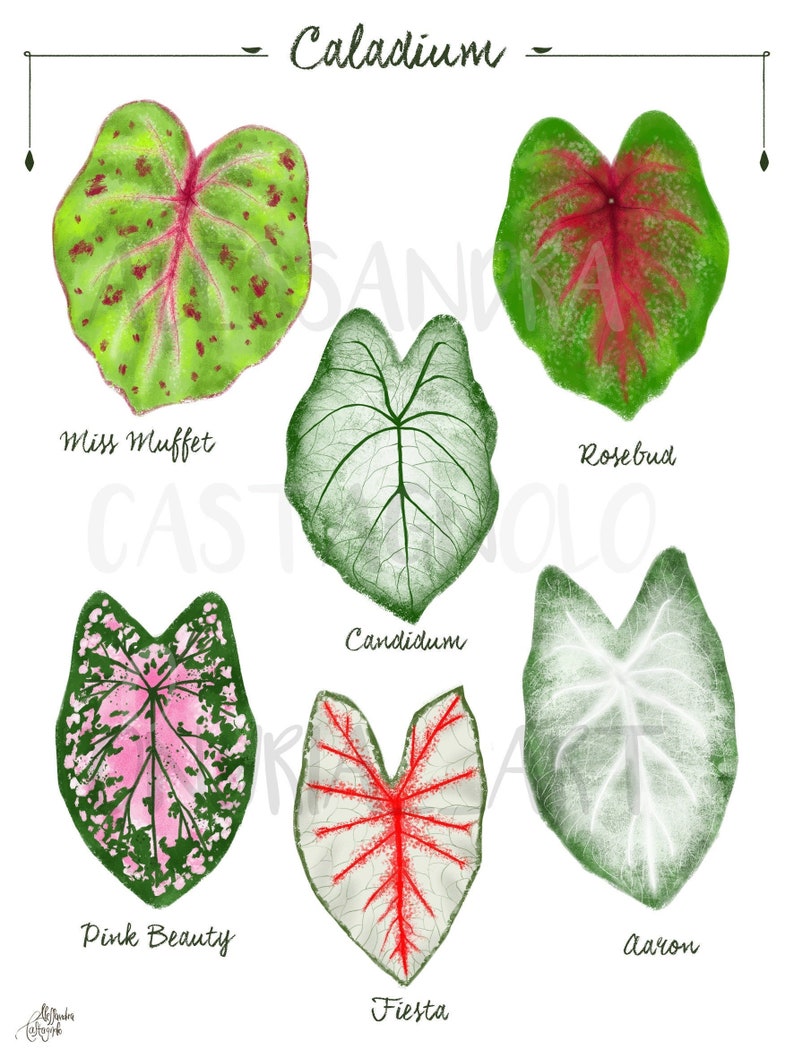 CALADIUM hybrids species tropical indoor plants illustration plants art print succulents home jungle botanical kitchen living room decor image 1