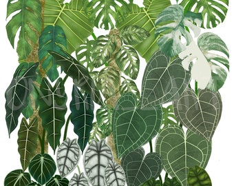 TROPICAL plants digital art print, anthurium alocasia monstera botanical illustration, wilderness, urban jungle home decor, plants species