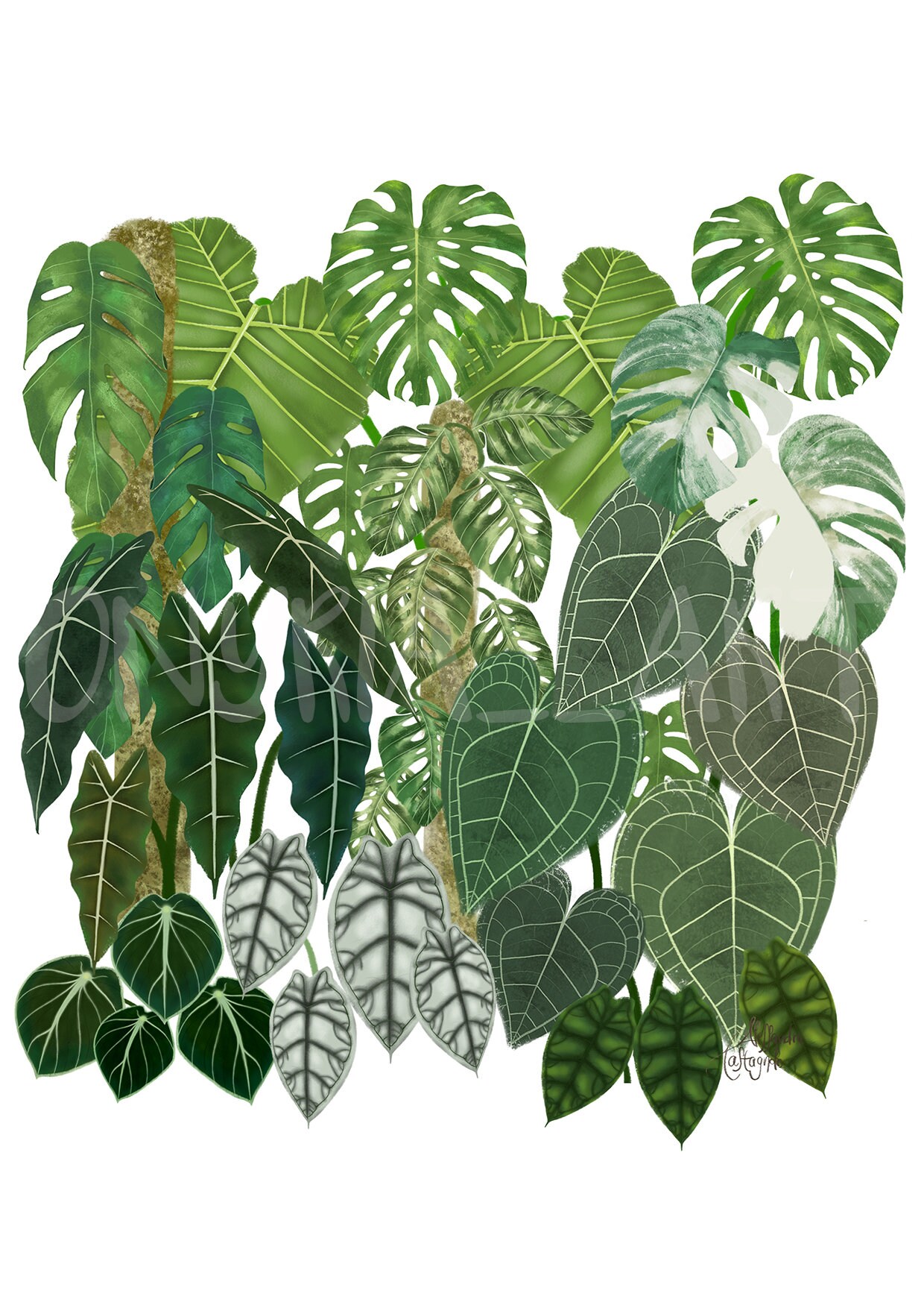 TROPICAL Plants Digital Art Print, Anthurium Alocasia Monstera