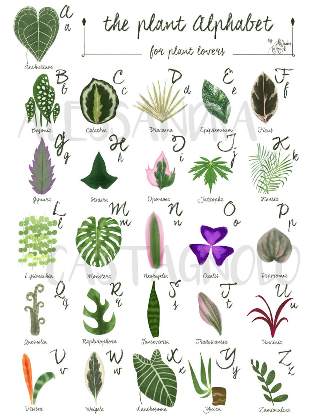 The PLANT ALPHABET for Plant Lovers, Indoor Tropical Succulents House