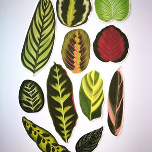 SET of STICKERS Tropical Plants Alocasia Begonia Calathea Monstera Caladium decals papercraft image 2