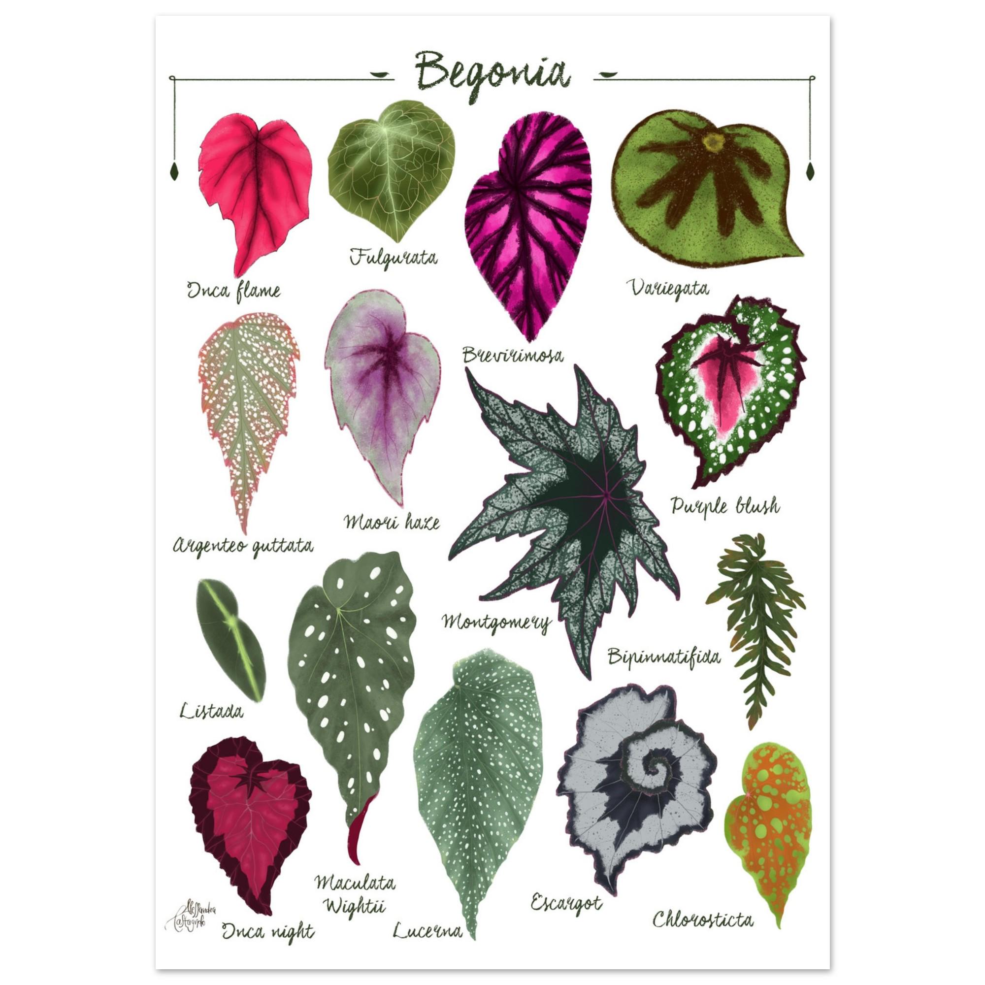 BEGONIA species chart art print, plants varieties, tropical leaves illustration, botanical urban jungle home decor