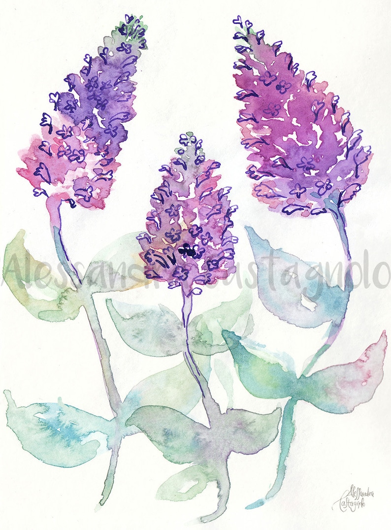 BUDDLEIA giclee art print watercolor /& ink illustration photo wall art colorful elegant romantic delicate feminine floral flower painting