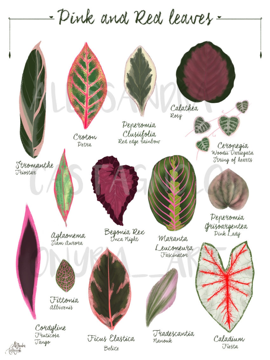Red and 2024 green plant