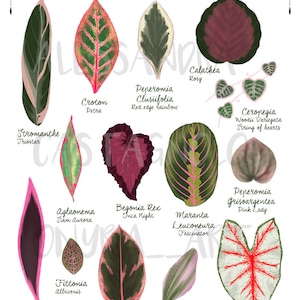 Pink and Red Tropical leaves plant illustration, digital file art print download, botanical, Valentine's day gift, romantic, home decor