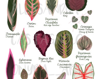 Pink and Red Tropical leaves plant illustration, digital file art print download, botanical, Valentine's day gift, romantic, home decor