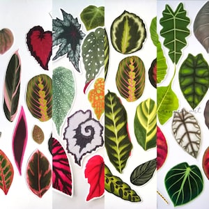 SET of STICKERS Tropical Plants - Alocasia Begonia Calathea Monstera Caladium decals papercraft