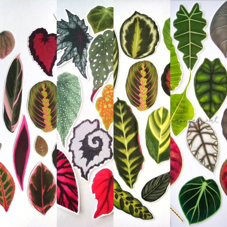 SET of STICKERS Tropical Plants Alocasia Begonia Calathea Monstera Caladium decals papercraft image 1