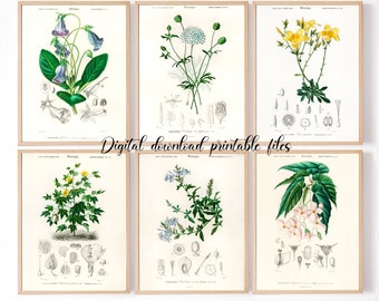 6 Botanical flowers vintage prints set of 6, herb plants flower floral prints retro illustrations, cotton, blue jasmine, begonia, lavender