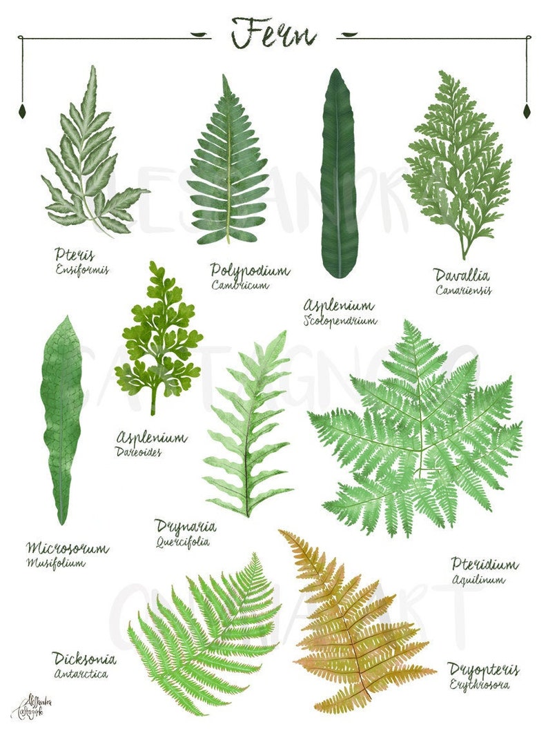 FERN 2 genus and species botanical illustration digital file download art print, plants decor green home, urban jungle house image 1