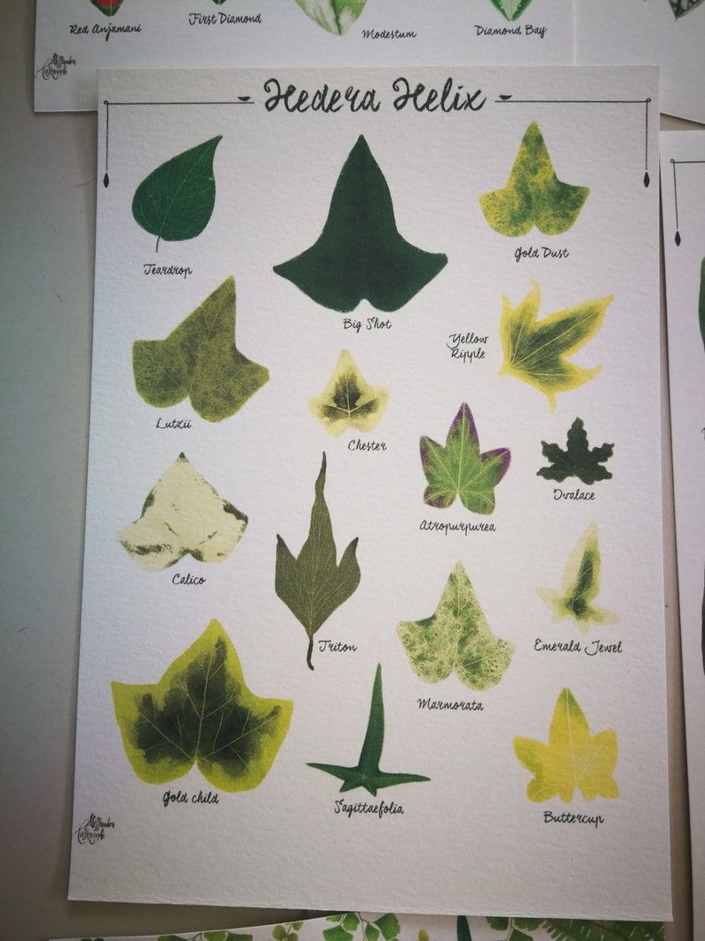 Ivy Hedera helix species varieties, digital file print, woods forest tropical leaves plant illustration, botanical, urban jungle home decor image 2