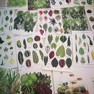 Ivy Hedera helix species varieties, digital file print, woods forest tropical leaves plant illustration, botanical, urban jungle home decor image 3