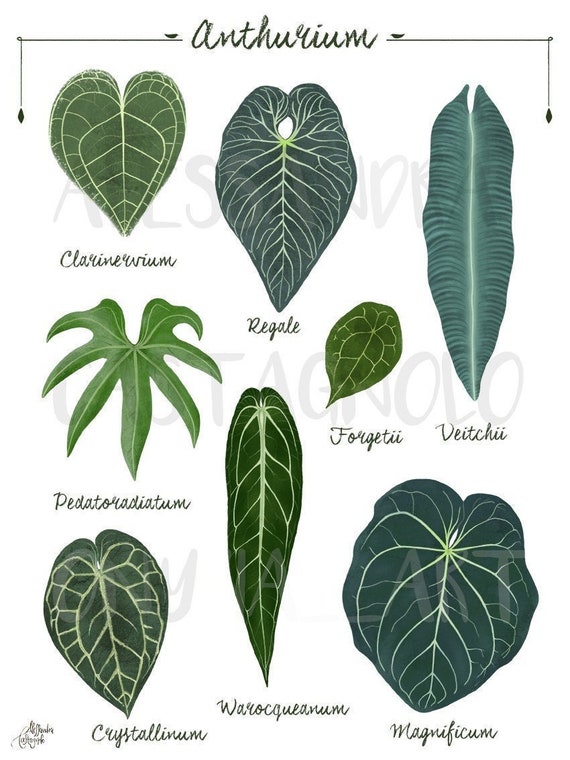 ANTHURIUM leaf species tropical indoor plants illustration 