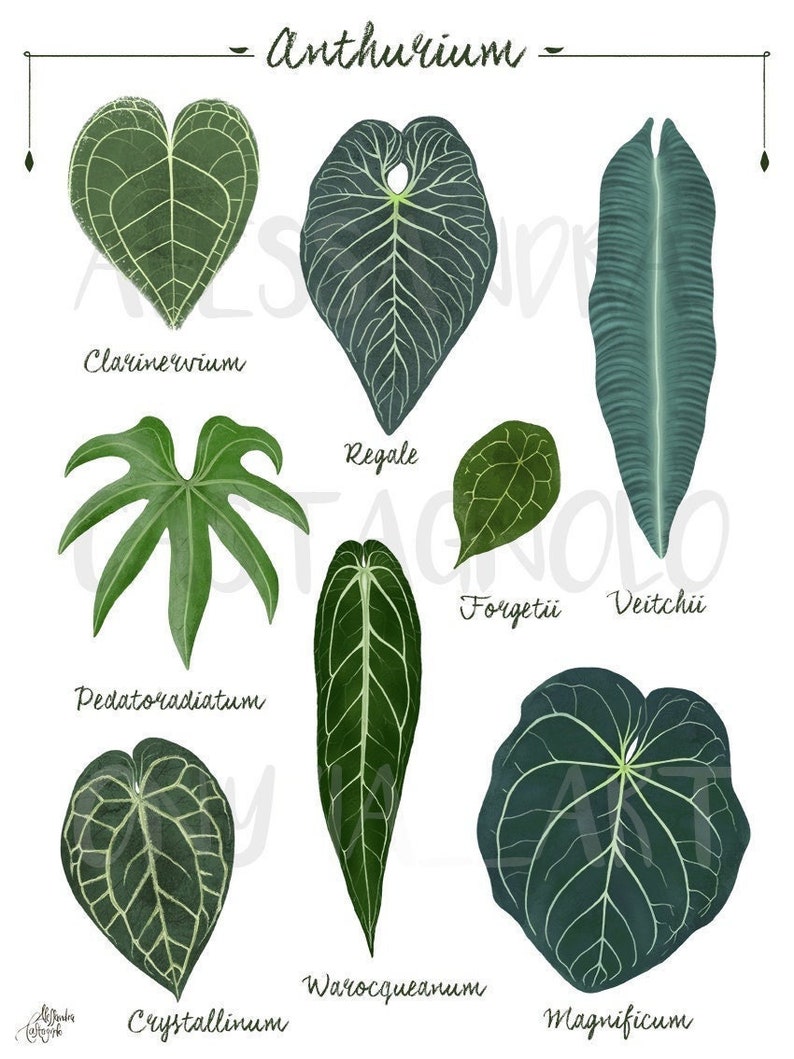 ANTHURIUM leaf species, tropical indoor plants illustration, urban home jungle, botanical, kitchen living room decor, foliage, leaves art image 1