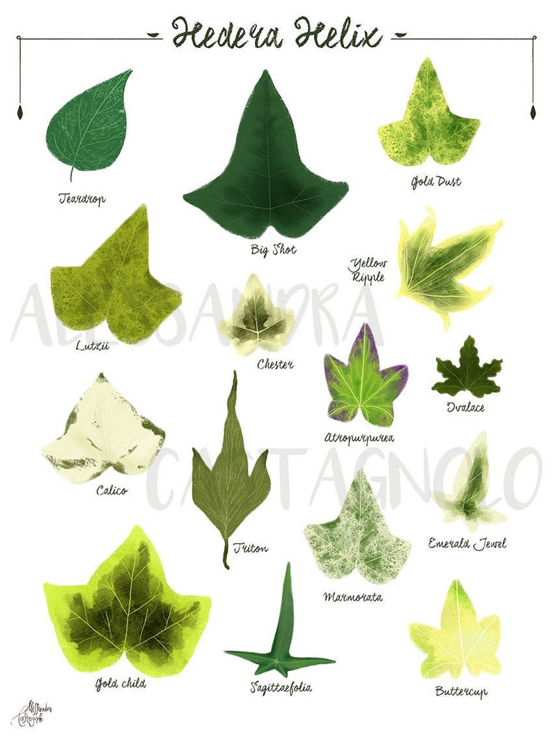 Ivy Hedera helix species varieties, digital file print, woods forest tropical leaves plant illustration, botanical, urban jungle home decor image 1