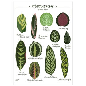 Impresión artística de una tabla de especies de plantas de oración MARANTACEAE, variedades de plantas, ilustración de hojas tropicales, decoración botánica urbana para el hogar.