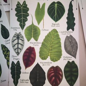 Alocasia species varieties, digital file art print download, tropical leaves plant illustration, botanical, urban jungle home decor image 2