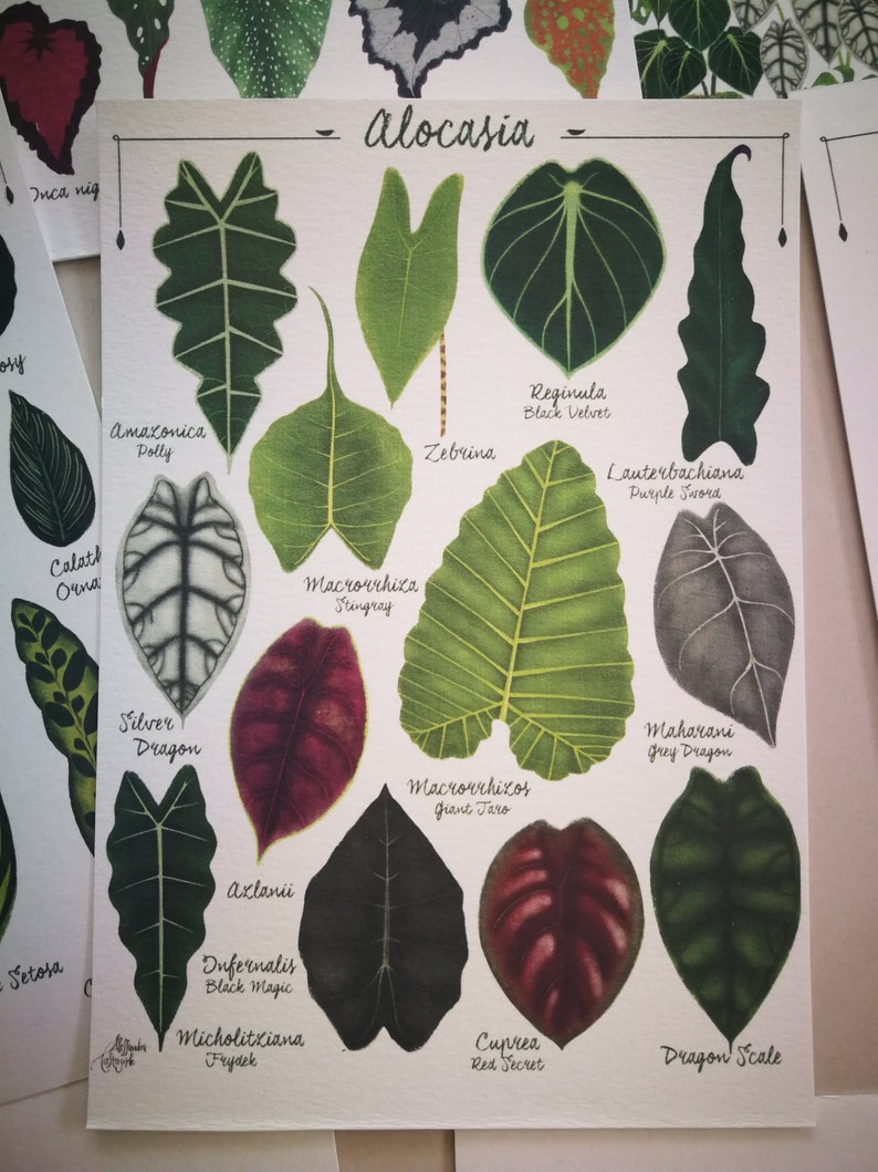 Alocasia species varieties, digital file art print download, tropical leaves plant illustration, botanical, urban jungle home decor image 2